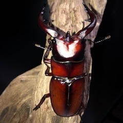 販売開始！トカラノコギリクワガタ幼虫4匹セット