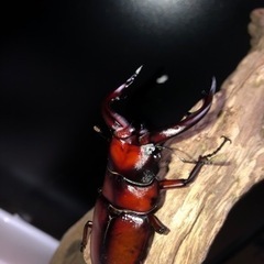 販売開始！トカラノコギリクワガタ幼虫4匹セットの画像