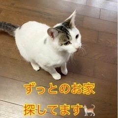 トライアル決定　とっても甘えん坊の猫ちゃんです
