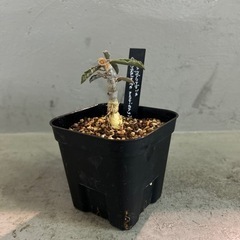 ユーフォルビア カプサインテマリエンシス　