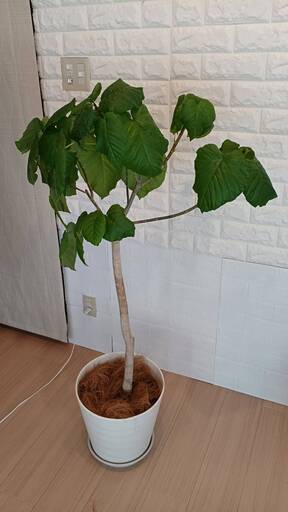 観葉植物 ウンベラータ 135cm