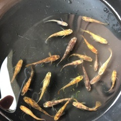 3色メダカ　選別外