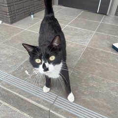 近所の人懐こい野良猫メス − 福岡県