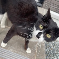 近所の人懐こい野良猫メス - 里親募集
