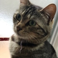かわいいネコちゃん🐈‍⬛