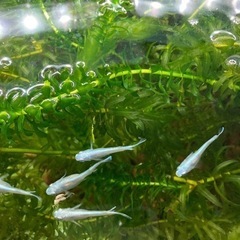 水草　アナカリス2㍍　譲ります⁉️の画像