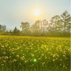 【ワンコイン】ヨガ受けたら菜の花ポテトが無料！ − 北海道