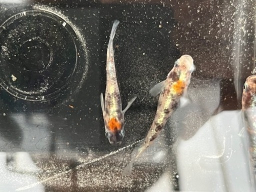 メダカの卵　「六色」「黒天幻龍」