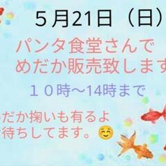 パンダ食堂さんでめだか販売