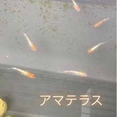 ☆メダカ☆アマテラス　卵15個
