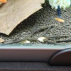 オトシンネグロ　稚魚　おまけつき
