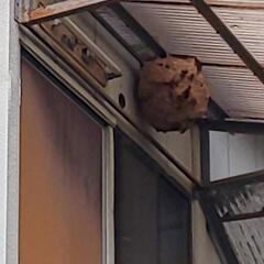 【高収入】【歩合制】本当に稼げます！蜂の駆除、未経験者歓迎！の画像