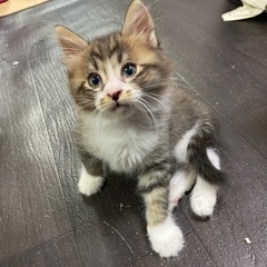 兄弟猫ちゃん♡生後約2ヶ月(一時停止中)