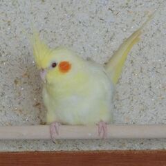 オカメインコ（ルチノー）