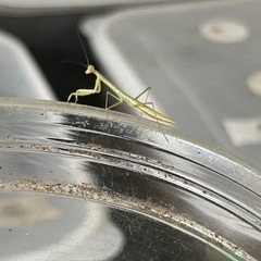 チョウセンカマキリ