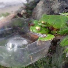 🐸シュレーゲルアオガエルのオタマジャクシ🐸