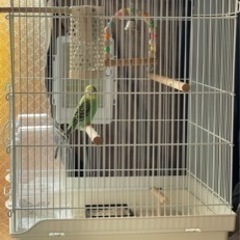 hoei35鳥かご、ケージ