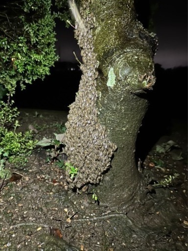 【群馬県】ニホンミツバチ分蜂群
