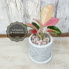 ☆レア☆アグラオネマ チャイナレッド　観葉植物