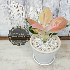 ☆レア☆ アグラオネマ チャイナレッド　観葉植物