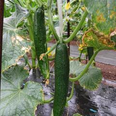 新鮮❗🥒キュウリ