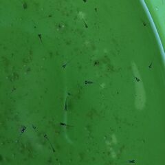 メダカ　鉄仮面フルボディー　稚魚（１センチ程度)10匹の画像