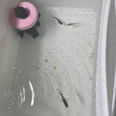 妲己1匹と黒いめだかとラメめだかの画像