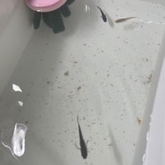 妲己1匹と黒いめだかとラメめだかの画像