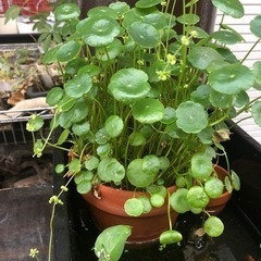 ウォーターコイン(鉢つき)