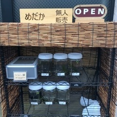 めだか　無人販売の画像