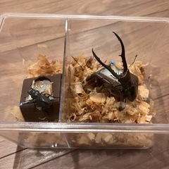 クワガタ交換