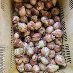 皆さんのおかげで無くなりました！　玉ねぎ　