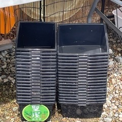 【凪メダカ】　100均一の容器　　プレゼント