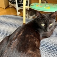 母猫