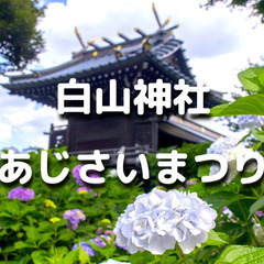 文京区あじさい祭り！あじさいの名所「白山神社」と時間があれば小石川植物園も散歩します♪の画像