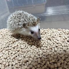 《沖縄》ハリネズミ入荷しました!!！