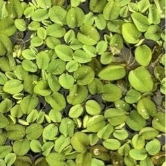 浮草 サンシヨウモ 水草