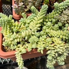 多肉植物　カット苗の画像