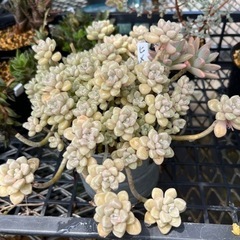多肉植物　カット苗の画像