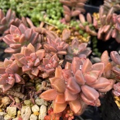 多肉植物　カット苗の画像