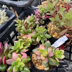 多肉植物　カット苗の画像