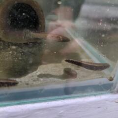 日本淡水魚　カワアナゴ　珍しいの画像