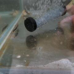 日本淡水魚　カワアナゴ　珍しいの画像
