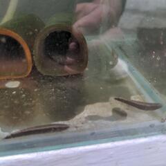 日本淡水魚　カワアナゴ　珍しいの画像