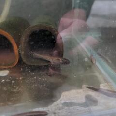 日本淡水魚　カワアナゴ　珍しいの画像