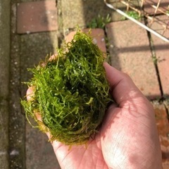 ウィローモス（水草）