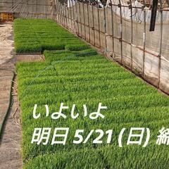 水稲苗 (コシヒカリ)  販売 1枚 500円の画像