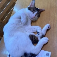 オス.2歳.白黒猫