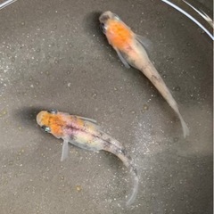 三色ラメめだか1ペア
