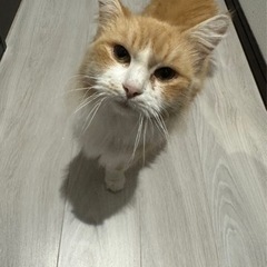 サイベリアン　３歳くらいの女の子